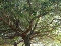 Quercus engelmannii, the Engelmann oak or Pasadena oak