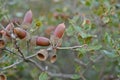 The acorn, or oaknut of Quercus ilex