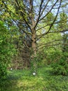 Quercus libani, the Lebanon oak in the dendrological park Macea Arad, Arad county, Romania