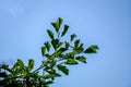 Quercus libani tree branch with beautiful green leaves against a blue cloudless sky