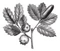Quercus lusitanica or Gall Oak vintage engraving