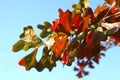 Quercus marilandica oak foliage in autumn Royalty Free Stock Photo