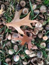 Quercus Palustres Tree Acorns and Leaves on the Ground after Sunset in the Fall.