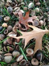 Quercus Palustres Tree Acorns and Leaves on the Ground after Sunset in the Fall.