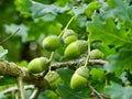 The green acorns of sessile oak.