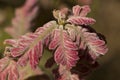 Quercus pyrenaica Pyrenean oak spring buds of this tree with the appearance of red velvet