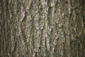 Quercus robur bark