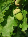 Acorns of Quercus robur tree Royalty Free Stock Photo