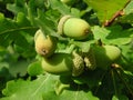 Acorns of Quercus robur tree Royalty Free Stock Photo