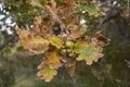 Quercus robur tree close up Royalty Free Stock Photo