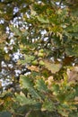 Quercus robur tree close up Royalty Free Stock Photo