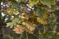 Quercus robur tree close up Royalty Free Stock Photo
