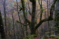 Quercus robur centenarian tree in autumnal forest