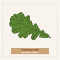 Quercus robur - Common oak