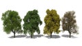 Quercus robur (Four Seasons)