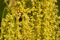 Quercus robur red oak flowers