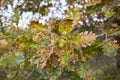 Quercus robur tree close up Royalty Free Stock Photo
