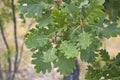 Quercus robur tree close up Royalty Free Stock Photo