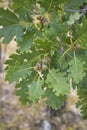 Quercus robur tree close up Royalty Free Stock Photo
