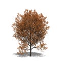 Quercus rubra (autumn)