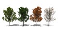 Quercus rubra (Four Seasons)