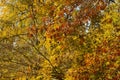 Autumn color Quercus Rubra, the northern red oak foliage in gold, orange and yellow. Beautiful autumn picture. Leipzig, Germany.