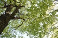 Quercus serrata bark and leaves