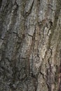 Quercus serrata bark and leaves