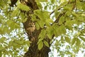 Quercus serrata bark and leaves