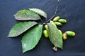 Quercus serrata ( Konara oak ) acorns.