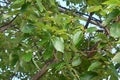 Quercus serrata ( Konara oak ) acorns.