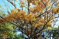 Quercus serrata (Konara oak) yellow leaves. Fagaceae deciduous tree.