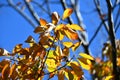 Quercus serrata (Konara oak) yellow leaves. Fagaceae deciduous tree.