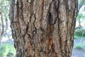 Quercus serrata tree.