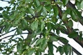 Quercus serrata unripe acorns. Fagaceae deciduous tree.