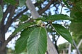 Quercus serrata unripe acorns. Fagaceae deciduous tree.