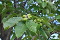 Quercus serrata unripe acorns. Fagaceae deciduous tree.