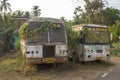 two broken abandoned dirty white Indian buses overgrown with plants with green ivy and moss