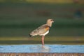 Quero Quero bird on water cooling down and looking around searching for food Royalty Free Stock Photo