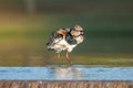 Quero Quero bird on water shaking and splashing drops of water around