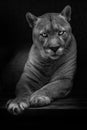 The question is in the eyes of a languid female cougar, dangerous and beautiful in the dark, black and white noir, background