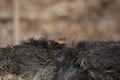 Question Mark Butterfly on a Dead Hog Royalty Free Stock Photo