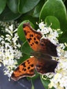 Question mark butterfly Royalty Free Stock Photo