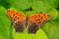 Question Mark Butterfly - Polygonia Interrogationis