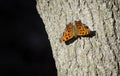 Question Mark Butterfly on Tree Trunk Royalty Free Stock Photo