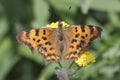 Question Mark Butterfly, Polygonia interrogationis Royalty Free Stock Photo