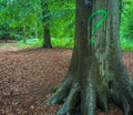 Question mark on a tree in the forest