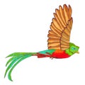 Quetzal Bird flying