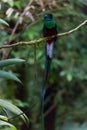 Quetzal bird wild Monteverde Costa Rica