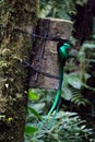 Quetzal bird wild Monteverde Costa Rica